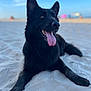 dog, black_dog, beach, sand, tongue_out, outdoor, animal, pet, canine, summer, sunny, relaxed, lying_down, ears_up, daytime, nature, happy, vacation, blurred_background, sky