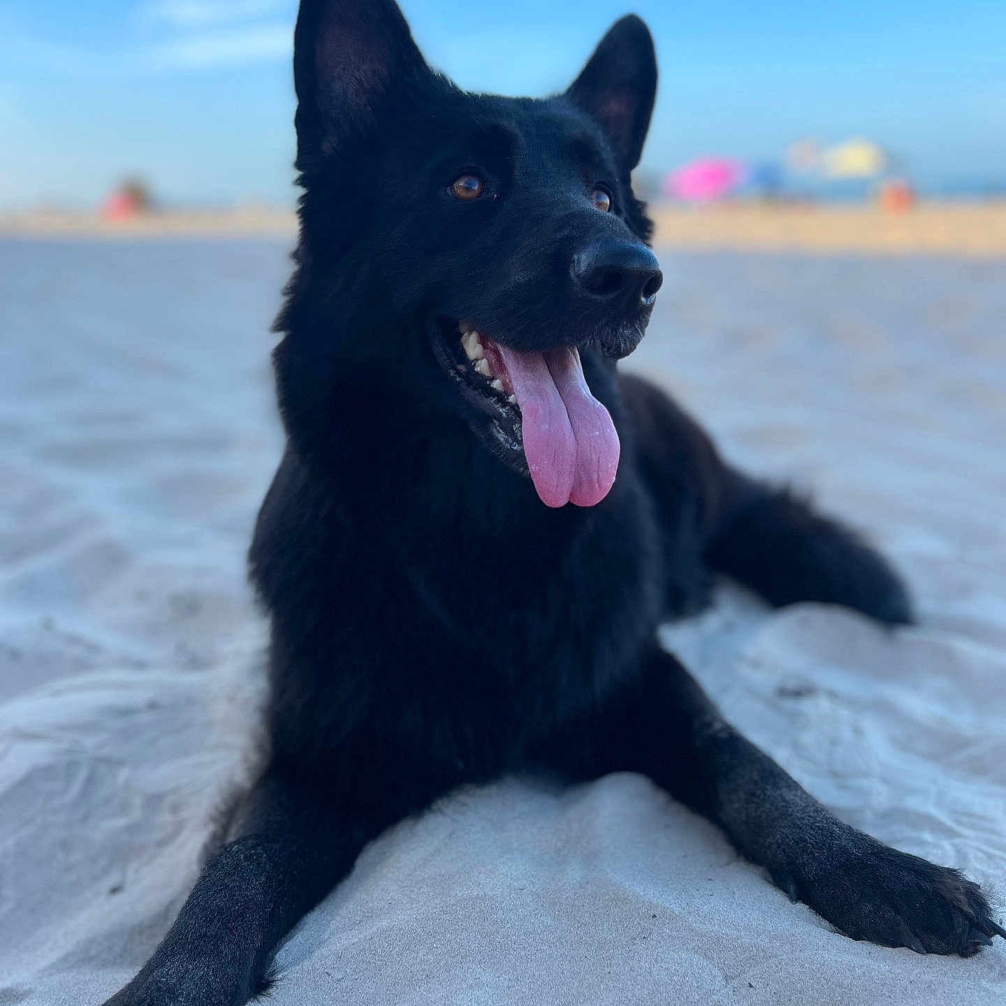 Leannette Rodriguez is registered to the contest to win money with this photo: animal, beach, black_dog, blurred_background, canine, daytime, dog, ears_up, happy, lying_down, nature, outdoor, pet, relaxed, sand, sky, summer, sunny, tongue_out, vacation
