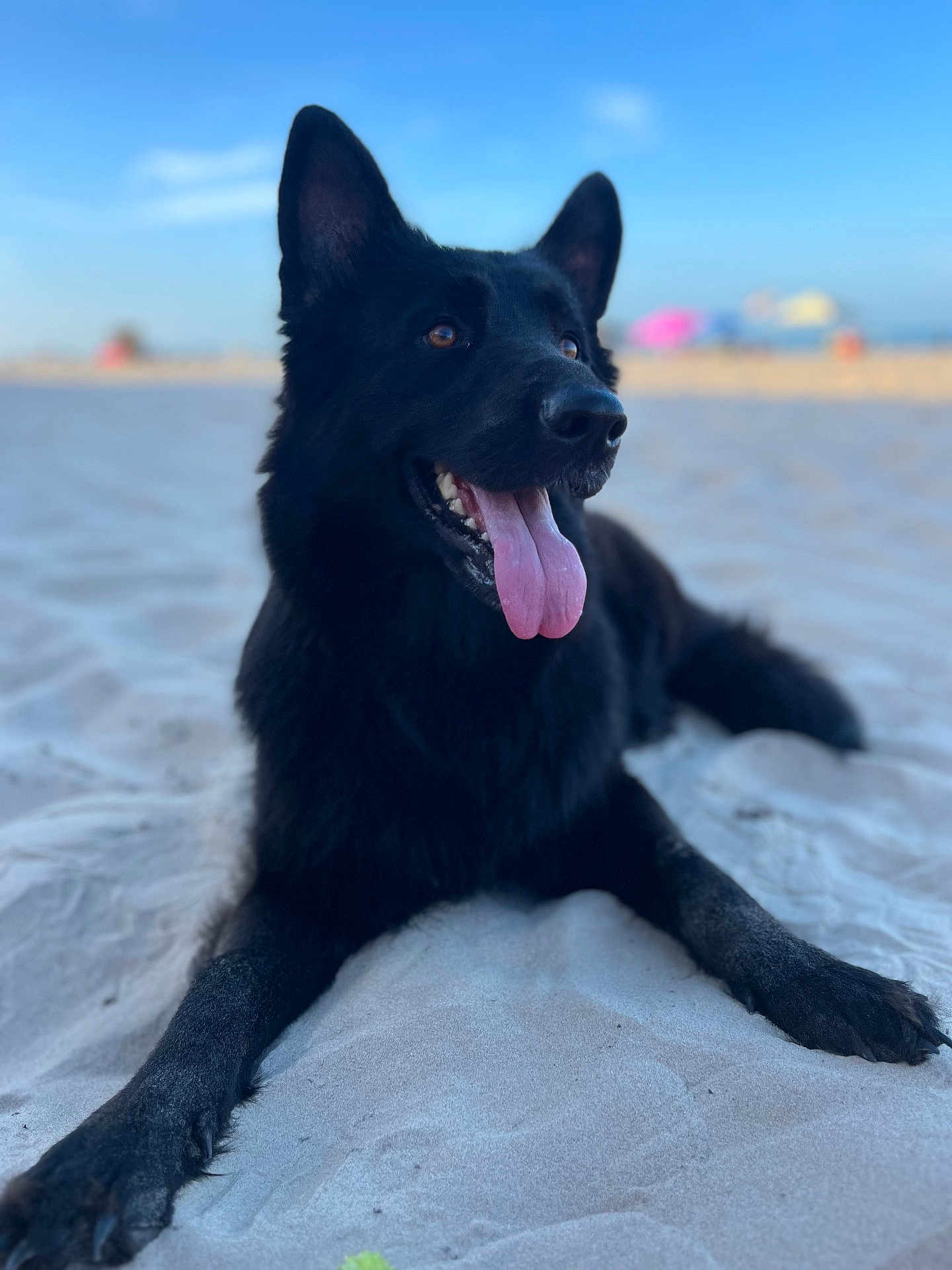 Leannette Rodriguez is registered to the contest to win money with this photo: dog, black_dog, beach, sand, tongue_out, outdoor, animal, pet, canine, summer, sunny, relaxed, lying_down, ears_up, daytime, nature, happy, vacation, blurred_background, sky