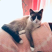 Bandit joined the competition — help win amazing prizes! animal, blanket, cat, couch, cozy, curtain, feline, fur, home, indoor, paw, pet, pink, relaxed, resting, siamese_cat, soft_light, string_lights, tail, window