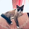 animal, blanket, cat, couch, cozy, curtain, feline, fur, home, indoor, paw, pet, pink, relaxed, resting, siamese_cat, soft_light, string_lights, tail, window
