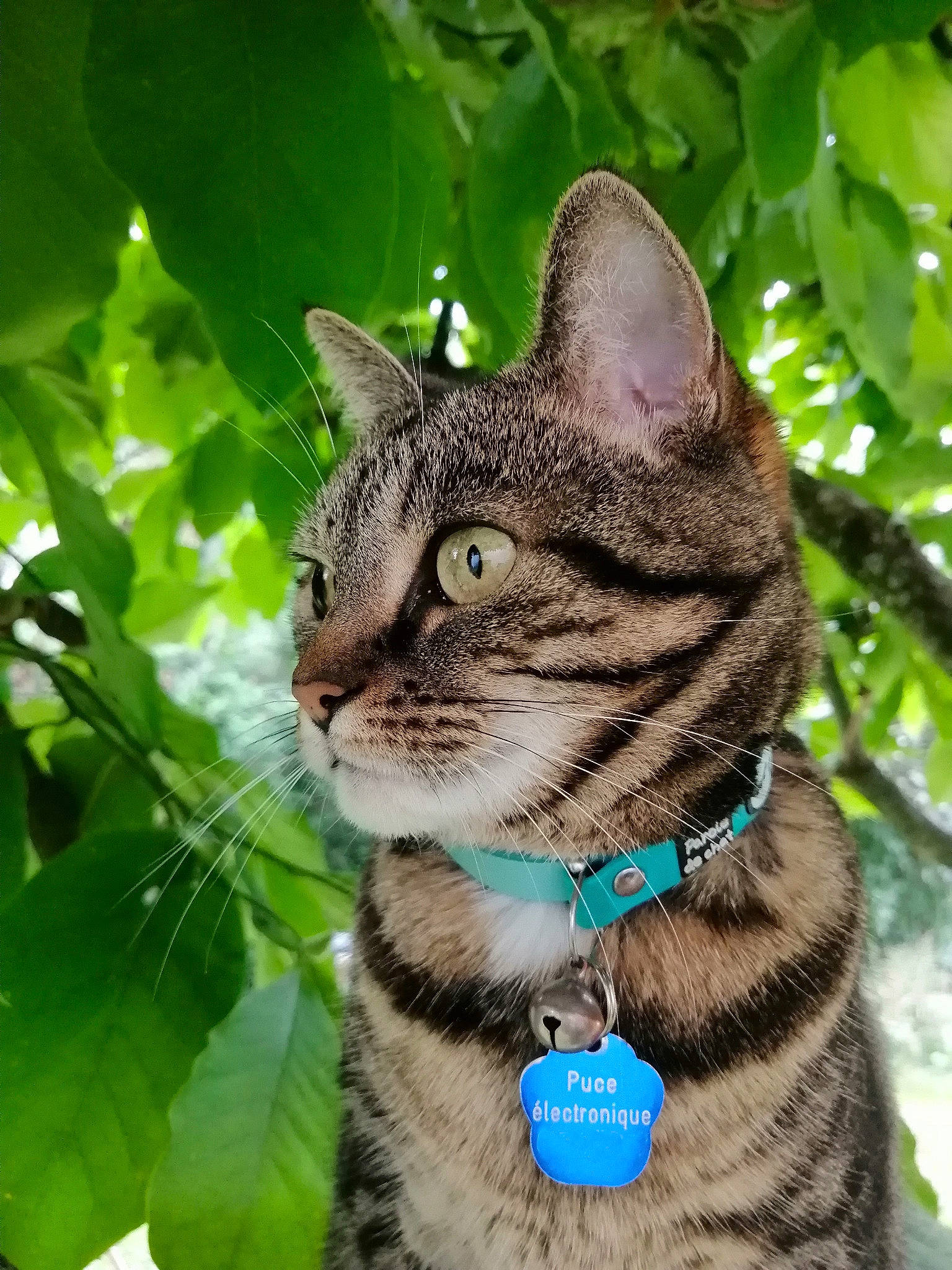 Jessie a rejoint le concours — aidez-le/la à gagner de superbes lots ! bobcat, carnivore, cat, collar, domestic_short_haired_cat, fawn, felidae, fur, grass, lynx, photo_caption, plant, small_to_medium_sized_cats, snout, tail, terrestrial_animal, tree, whiskers, wildlife