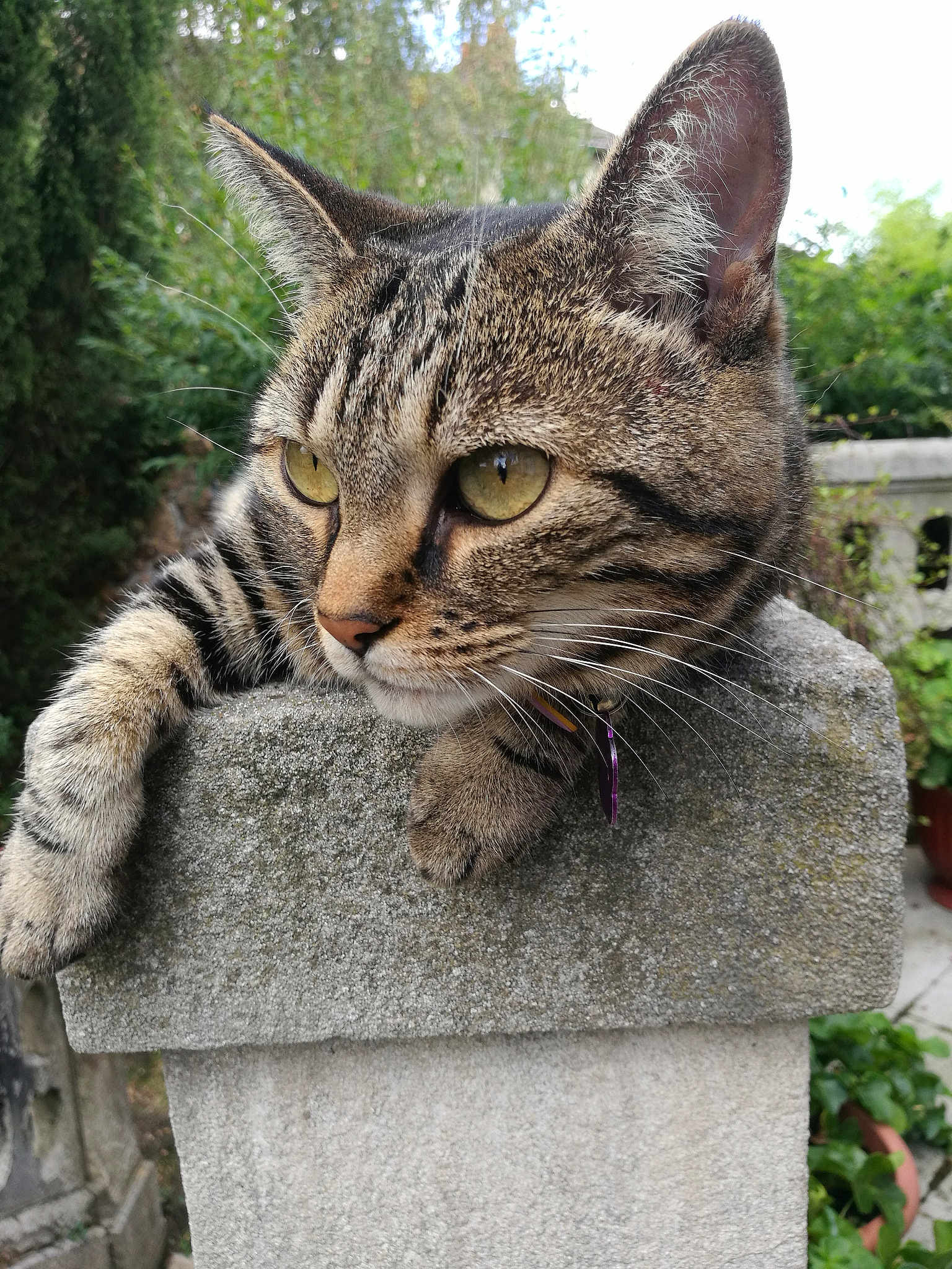 Jessie