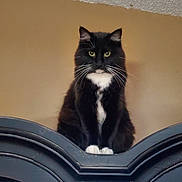 Voodoo joined the competition — help win amazing prizes! cat, black_cat, white_paws, white_chest, feline, pet, indoor, furniture, wood, perched, looking, animal, whiskers, ears, eyes, fluffy, domestic, portrait, curious, sitting