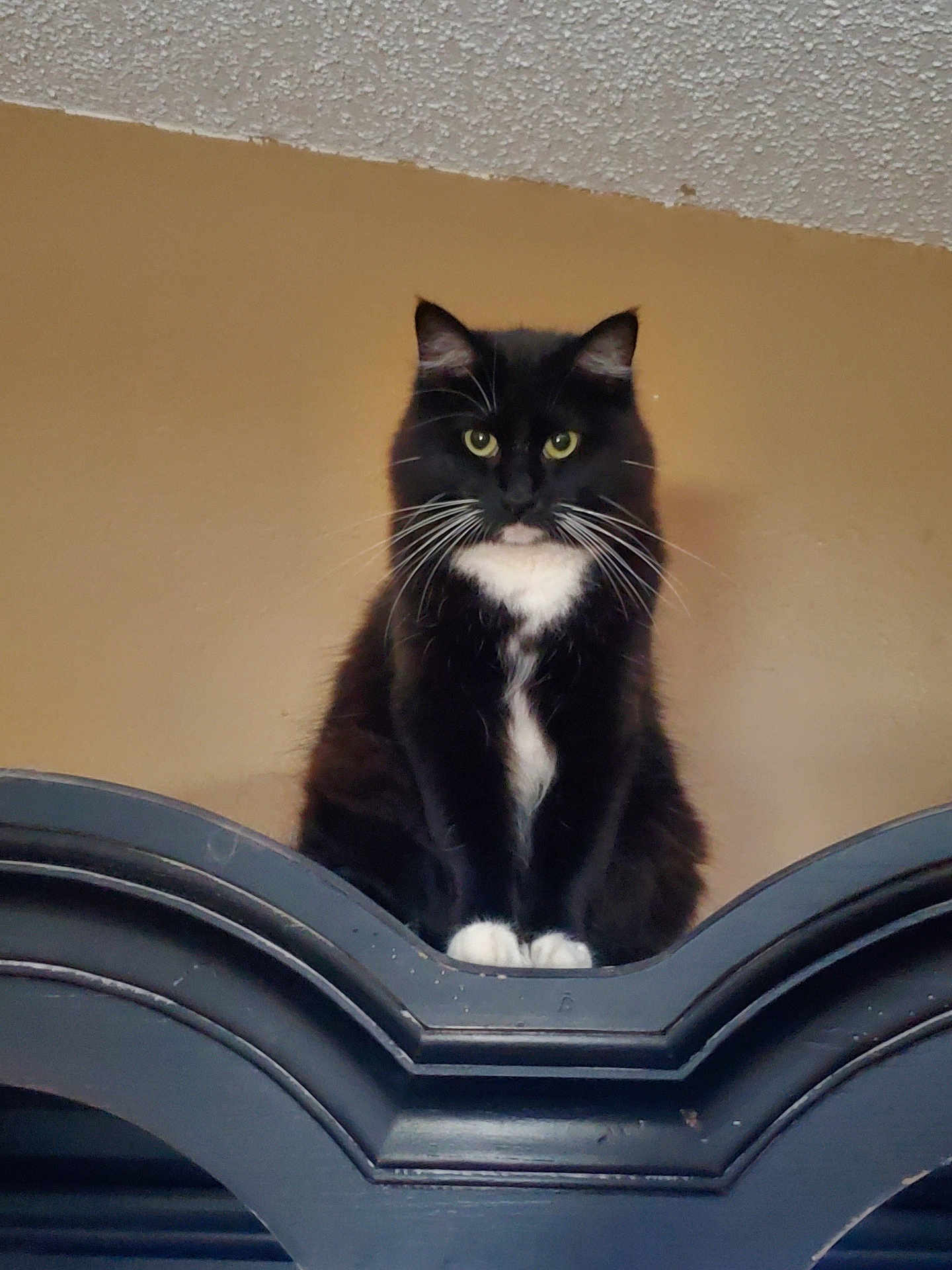 Voodoo joined the competition — help win amazing prizes! cat, black_cat, white_paws, white_chest, feline, pet, indoor, furniture, wood, perched, looking, animal, whiskers, ears, eyes, fluffy, domestic, portrait, curious, sitting