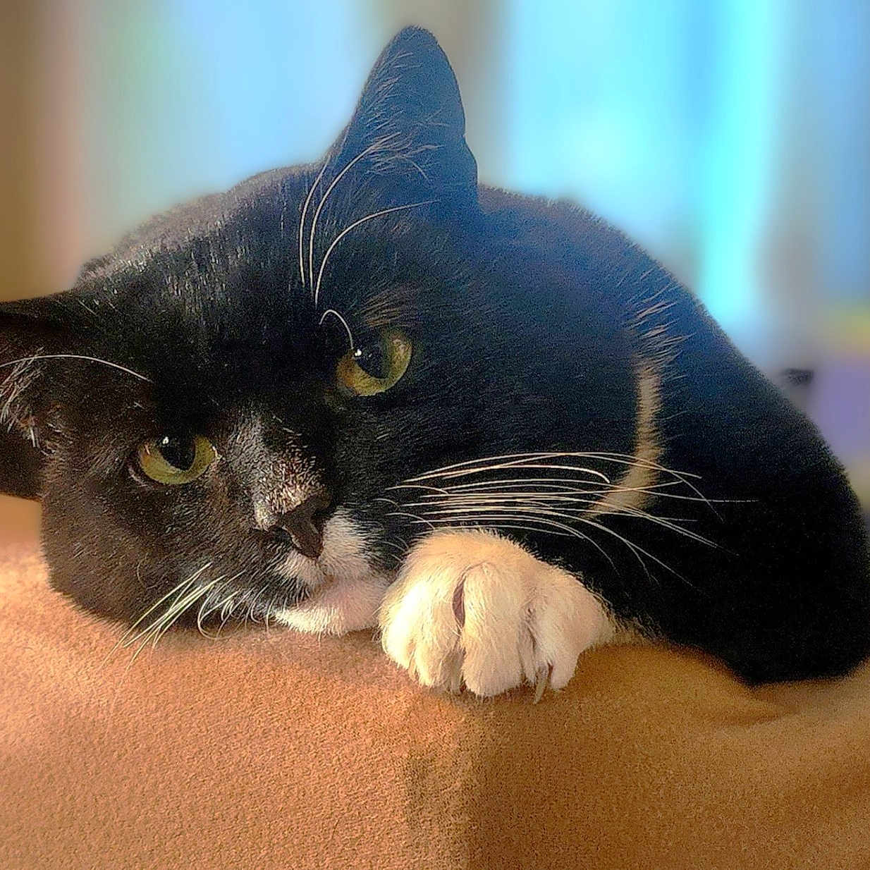 Ted D. Bear joined the competition — help win amazing prizes! animal, black_cat, blurred_background, cat, claws, close_up, curious, cute, domestic_cat, feline, fur, indoor, orange_surface, pet, portrait, relaxing, resting, soft_light, whiskers, white_paw