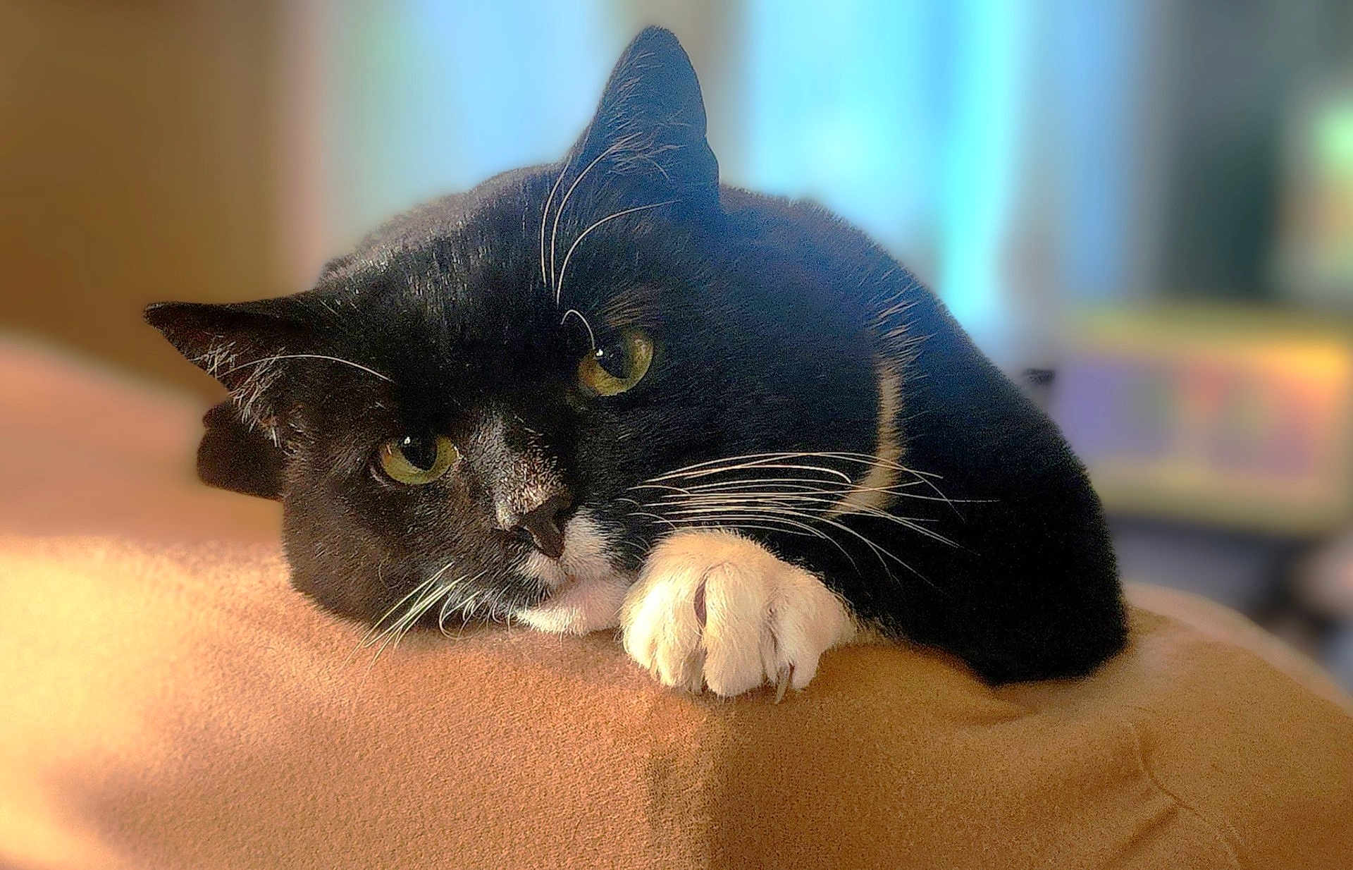 Ted D. Bear joined the competition — help win amazing prizes! cat, black_cat, white_paw, whiskers, pet, animal, feline, relaxing, indoor, soft_light, close_up, portrait, curious, cute, domestic_cat, resting, fur, claws, orange_surface, blurred_background