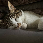 Tokyo is registered to the contest to win money with this photo: cat, sleeping, paw, blanket, whiskers, fur, close_up, cozy, indoor, resting, pet, tabby, white_fur, muzzle, nose, ear, portrait, bed, soft_texture, nap