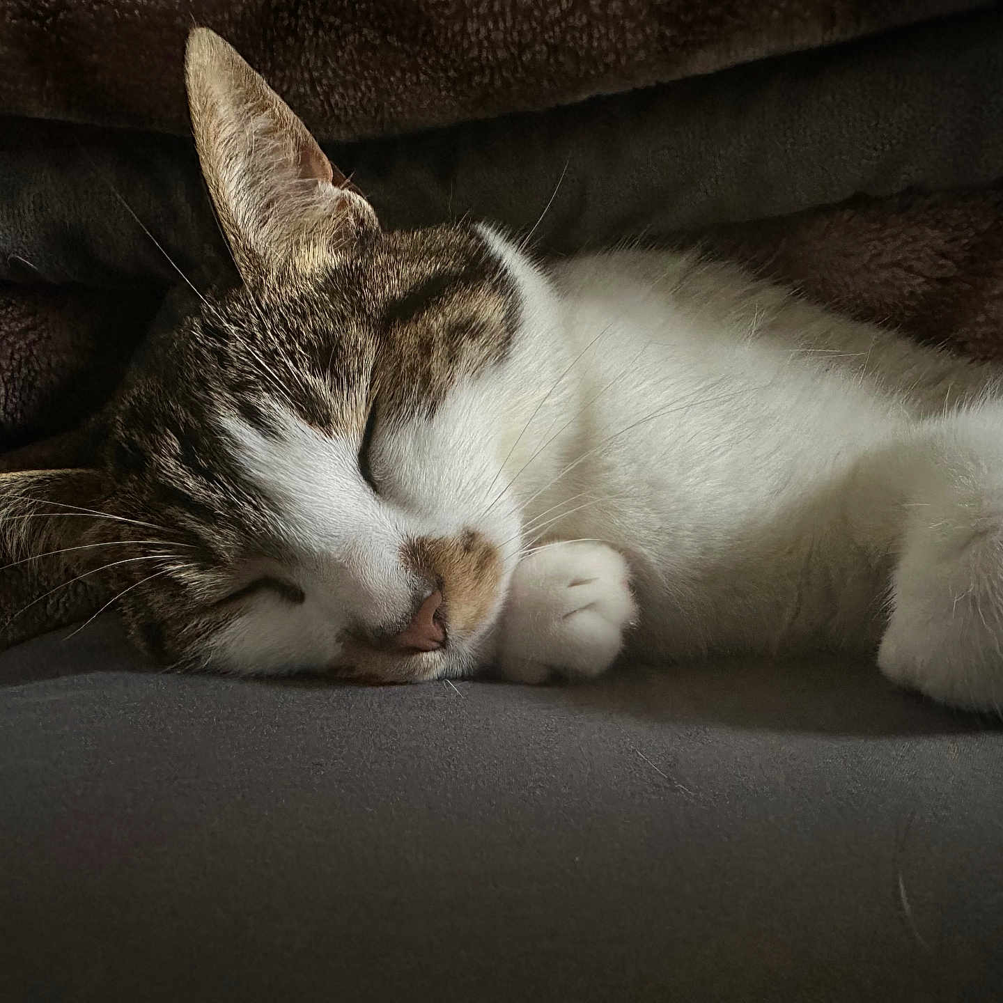 Tokyo is registered to the contest to win money with this photo: bed, blanket, cat, close_up, cozy, ear, fur, indoor, muzzle, nap, nose, paw, pet, portrait, resting, sleeping, soft_texture, tabby, whiskers, white_fur