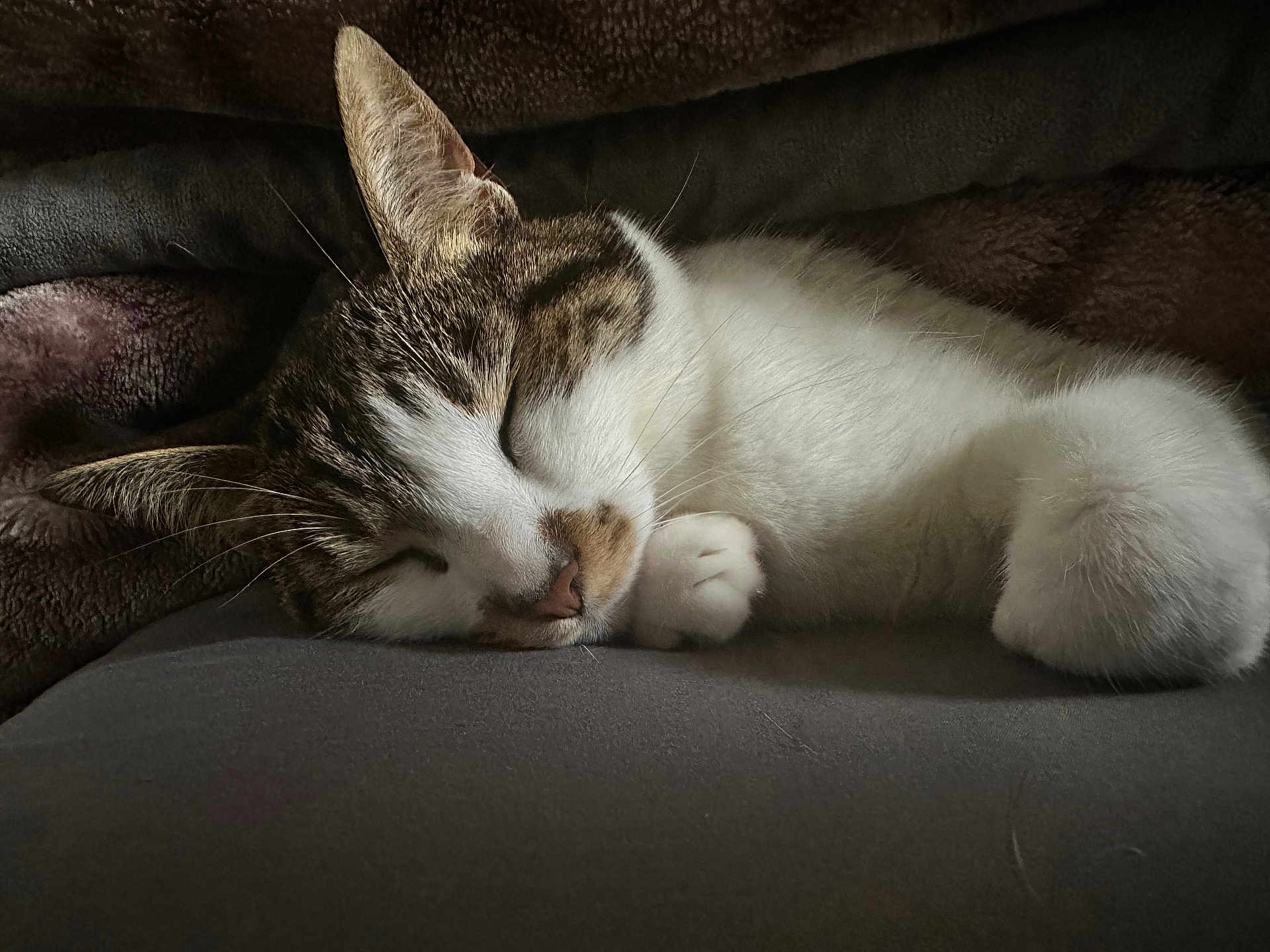 Tokyo is registered to the contest to win money with this photo: cat, sleeping, paw, blanket, whiskers, fur, close_up, cozy, indoor, resting, pet, tabby, white_fur, muzzle, nose, ear, portrait, bed, soft_texture, nap