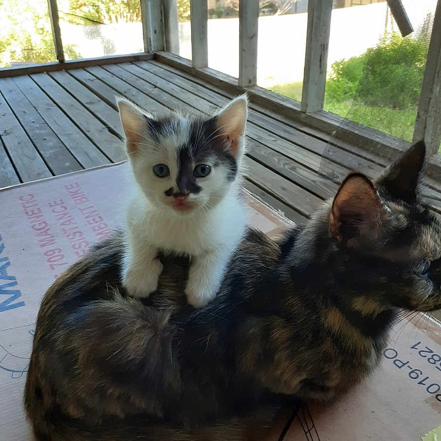 Sammy is registered to the contest to win money with this photo: animal, cardboard_box, cat, cute, domestic_cat, ears, feline, fur, indoor, kitten, pet, porch, resting, small, sunlight, tortoiseshell_cat, two_cats, window, wooden_floor, young