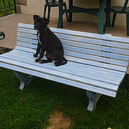 Shômeï participe au concours pour gagner de l'argent avec cette photo : dog, puppy, bench, grass, garden, outdoor, table, chair, patio, mug, toy, bone, black_dog, white_patch, wooden_bench, plastic_chair, floor_tiles, green_chair, pet, animal