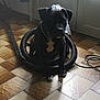 Shômeï a rejoint le concours — aidez-le/la à gagner de superbes lots ! puppy, dog, black_dog, vacuum_hose, indoor, tiled_floor, sunlight, shadow, pet, animal, sitting, collar, door, hose, floor, white_patch, quiet, calm, domestic, house