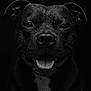 Shômeï a rejoint le concours — aidez-le/la à gagner de superbes lots ! dog, black_dog, portrait, close_up, wet_fur, tongue_out, happy, animal, pet, canine, water_droplets, black_background, studio_shot, smiling, face, ears, fur, mouth, nose, whiskers