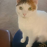 Schuggsy is registered to the contest to win money with this photo: cat, calico_cat, pet, indoor, feline, animal, curious, green_eyes, cushion, carpet, fur, whiskers, ears, sitting, looking, domestic, household, closeup, attention, cute