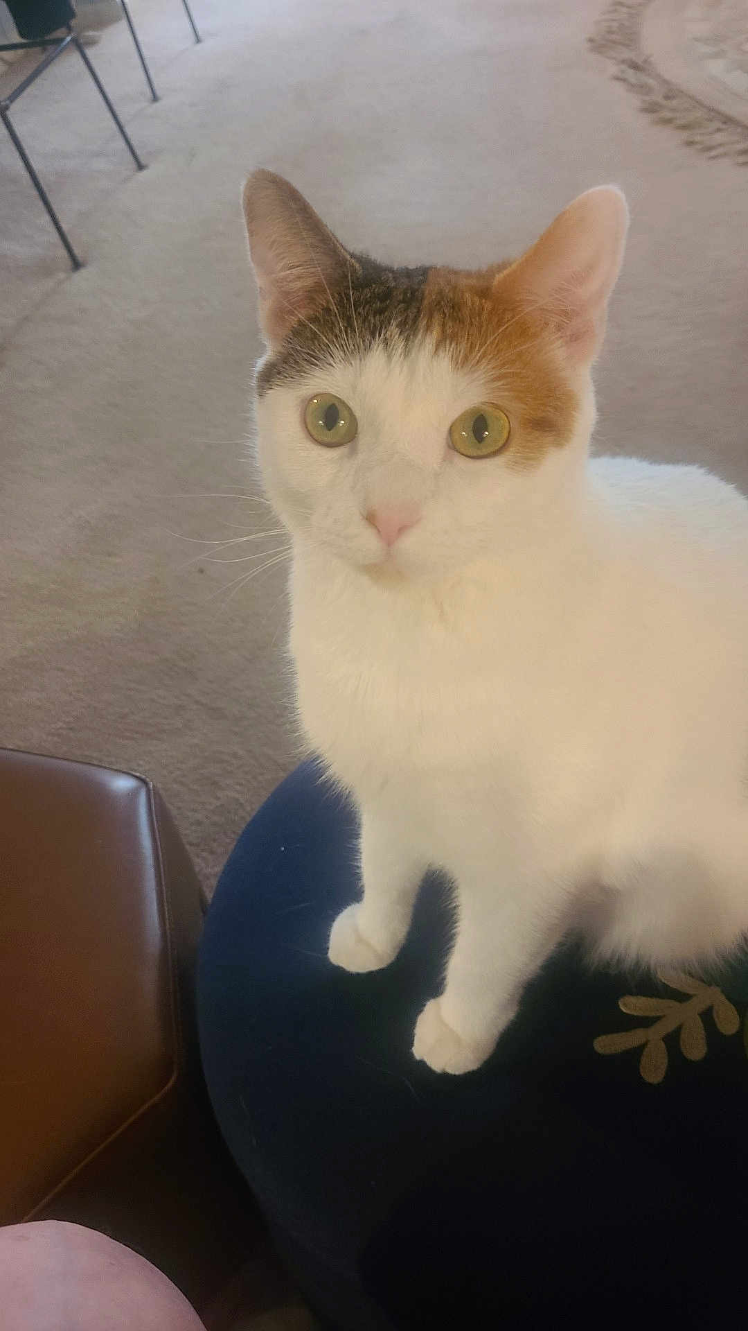 Schuggsy is registered to the contest to win money with this photo: cat, calico_cat, pet, indoor, feline, animal, curious, green_eyes, cushion, carpet, fur, whiskers, ears, sitting, looking, domestic, household, closeup, attention, cute