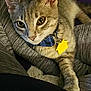 Heath is registered to the contest to win money with this photo: cat, tabby, collar, tag, pet, indoor, lap, fur, whiskers, ears, eyes, cute, animal, domestic, cozy, resting, person, legs, clothing, fabric