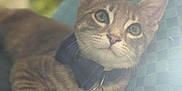 Heath joined the competition — help win amazing prizes! cat, tabby_cat, pet, bow_tie, collar, tag, cushion, indoor, close_up, feline, domestic_cat, cute, whiskers, ears, relaxed, looking_up, fur, portrait, animal, soft_light