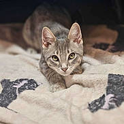 Heath is registered to the contest to win money with this photo: cat, tabby, grey_cat, pet, animal, kitten, blanket, indoor, cozy, crouching, fur, whiskers, ears, eyes, soft_texture, furniture, resting, cute, domestic, curious