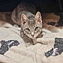 cat, tabby, grey_cat, pet, animal, kitten, blanket, indoor, cozy, crouching, fur, whiskers, ears, eyes, soft_texture, furniture, resting, cute, domestic, curious