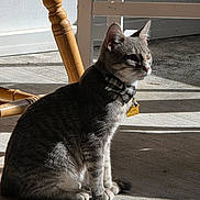 Heath joined the competition — help win amazing prizes! animal, bow_tie, cat, collar, concrete_floor, cute, domestic_cat, ears, feline, focused_gaze, fur, gray_tabby, indoor, pet, shadow, side_view, sitting, sunlight, whiskers, wooden_chair