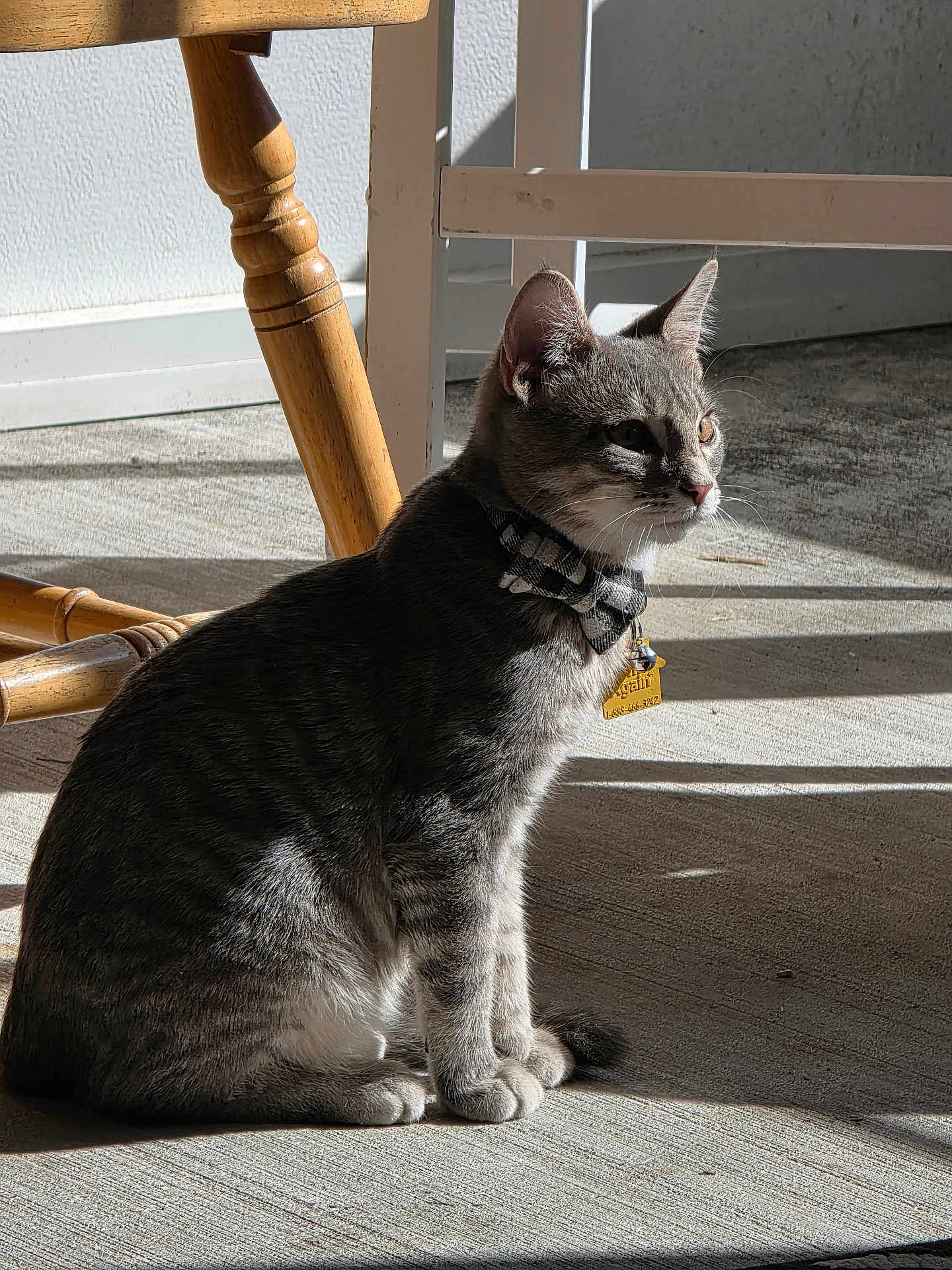 Heath joined the competition — help win amazing prizes! animal, bow_tie, cat, collar, concrete_floor, cute, domestic_cat, ears, feline, focused_gaze, fur, gray_tabby, indoor, pet, shadow, side_view, sitting, sunlight, whiskers, wooden_chair