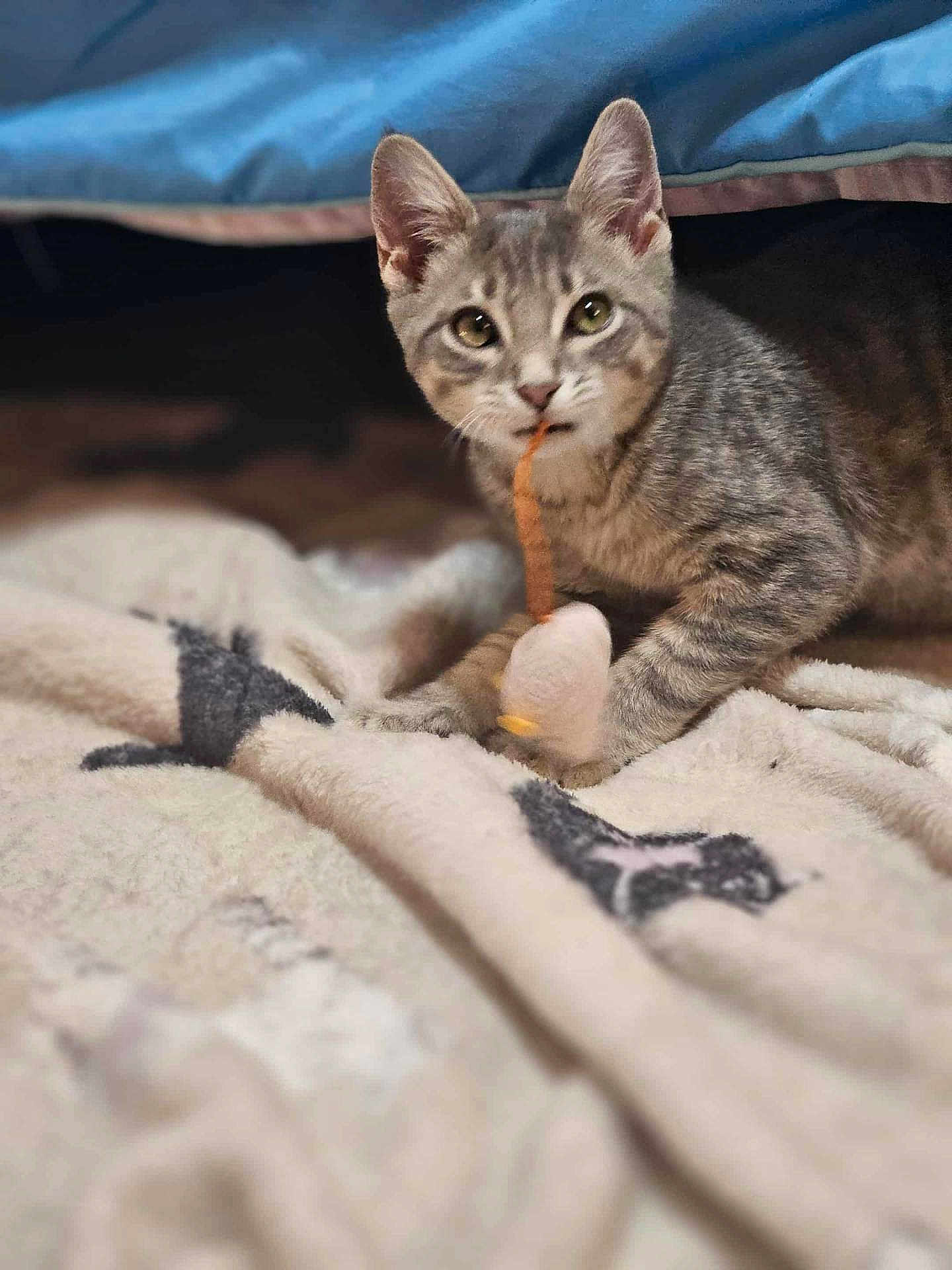 Heath joined the competition — help win amazing prizes! kitten, gray_tabby, cat, toy_mouse, playing, paws, blanket, indoor, curious, pet, young_cat, feline, closeup, soft_lighting, cozy, animal, cute, whiskers, fur, focused