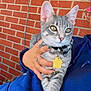 Heath is registered to the contest to win money with this photo: animal, blue_hoodie, bow_tie, brick_wall, cat, close_up, collar, crossed_paws, cute, domestic_cat, ears, feline, gray_tabby, green_eyes, indoor, person_hand, pet, pet_tag, relaxed, whiskers