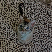 Grizou a rejoint le concours — aidez-le/la à gagner de superbes lots ! cat, blue_eyes, leopard_print, blanket, pet, fur, animal, whiskers, cute, domestic_cat, looking_up, sitting, striped_tail, indoor, feline, soft_texture, pattern, close_up, curious, cozy