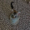 cat, blue_eyes, leopard_print, blanket, pet, fur, animal, whiskers, cute, domestic_cat, looking_up, sitting, striped_tail, indoor, feline, soft_texture, pattern, close_up, curious, cozy