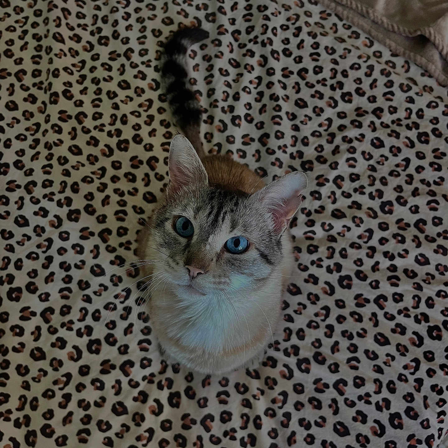 Grizou a rejoint le concours — aidez-le/la à gagner de superbes lots ! cat, blue_eyes, leopard_print, blanket, pet, fur, animal, whiskers, cute, domestic_cat, looking_up, sitting, striped_tail, indoor, feline, soft_texture, pattern, close_up, curious, cozy