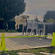 Angele participe au concours pour gagner de l'argent avec cette photo : dog, dalmatian, jumping, agility, yellow_cones, backyard, outdoor, sunlight, wooden_deck, greenery, chairs, table, furniture, grass, play, pet, animal, exercise, active, daytime