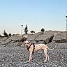 Angele a rejoint le concours — aidez-le/la à gagner de superbes lots ! adventure, alert, animal, canine, daylight, dog, harness, lamp_post, landscape, nature, outdoor, pebbles, pet, rocks, rocky_beach, sky, spotted_dog, standing, trees, vacation