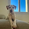 Angele a rejoint le concours — aidez-le/la à gagner de superbes lots ! dog, indoor, couch, window, blue_sky, spot, paw, relaxed, pet, animal, furniture, domestic, canine, calm, resting, light, daylight, house, portrait, front_view