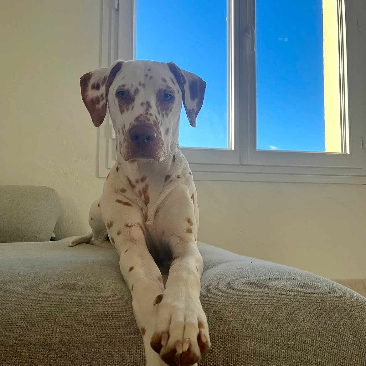 Angele a rejoint le concours — aidez-le/la à gagner de superbes lots ! dog, indoor, couch, window, blue_sky, spot, paw, relaxed, pet, animal, furniture, domestic, canine, calm, resting, light, daylight, house, portrait, front_view
