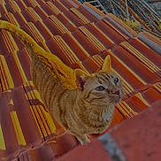 Nala a rejoint le concours — aidez-le/la à gagner de superbes lots ! cat, orange_tabby, roof, terracotta_tiles, sunlight, outdoor, animal, pet, curious, feline, whiskers, tail, ears, daylight, nature, looking_up, texture, pattern, warm_colors, closeup