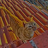 animal, cat, closeup, curious, daylight, ears, feline, looking_up, nature, orange_tabby, outdoor, pattern, pet, roof, sunlight, tail, terracotta_tiles, texture, warm_colors, whiskers