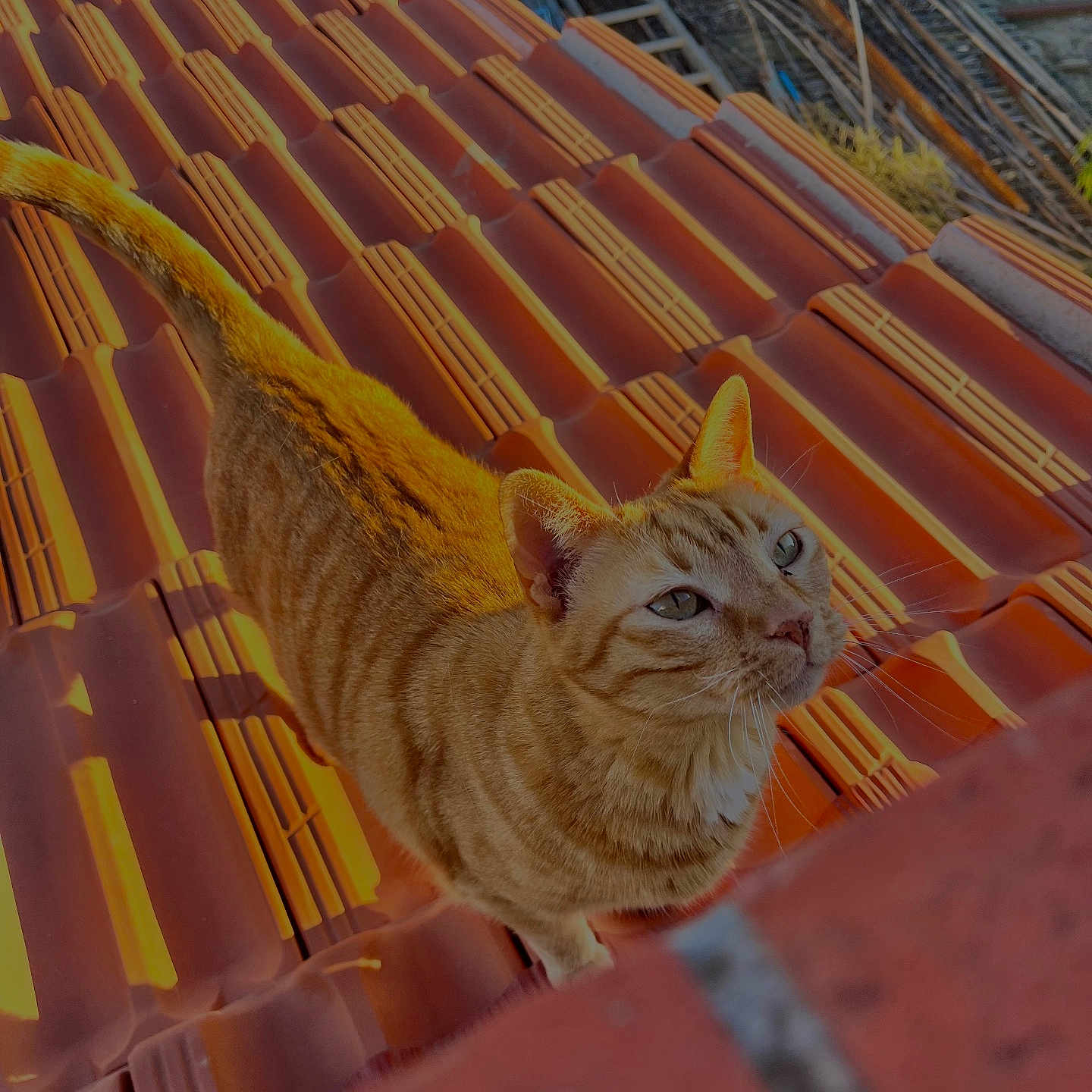 Nala a rejoint le concours — aidez-le/la à gagner de superbes lots ! cat, orange_tabby, roof, terracotta_tiles, sunlight, outdoor, animal, pet, curious, feline, whiskers, tail, ears, daylight, nature, looking_up, texture, pattern, warm_colors, closeup