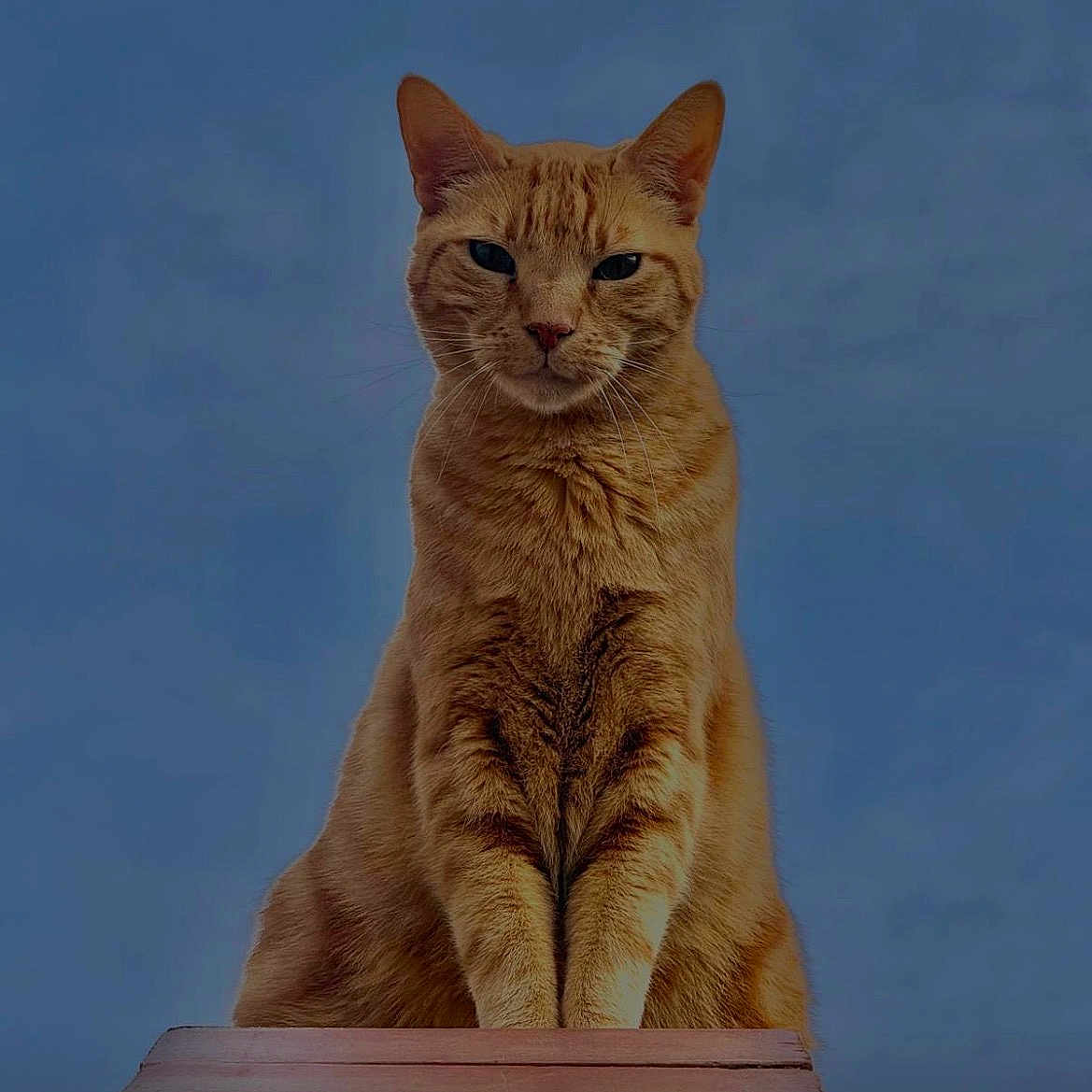 Simba participe au concours pour gagner de l'argent avec cette photo : cat, ginger_cat, animal, pet, feline, outdoor, blue_sky, wooden_platform, sitting, looking_down, fur, whiskers, ears, portrait, nature, sunlight, calm, majestic, cute, alert