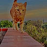 Simba participe au concours pour gagner de l'argent avec cette photo : cat, orange_tabby, animal, pet, outdoor, sunset, sky, nature, brick, ledge, walking, fur, whiskers, greenery, tree, daylight, closeup, confident, mammal, portrait