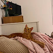 Simba a rejoint le concours — aidez-le/la à gagner de superbes lots ! cat, orange_tabby, bed, blanket, cushion, furniture, vase, artificial_flowers, television, interior, relaxed, cozy, domestic, pet, feline, indoor, resting, soft_texture, wooden_frame, wall