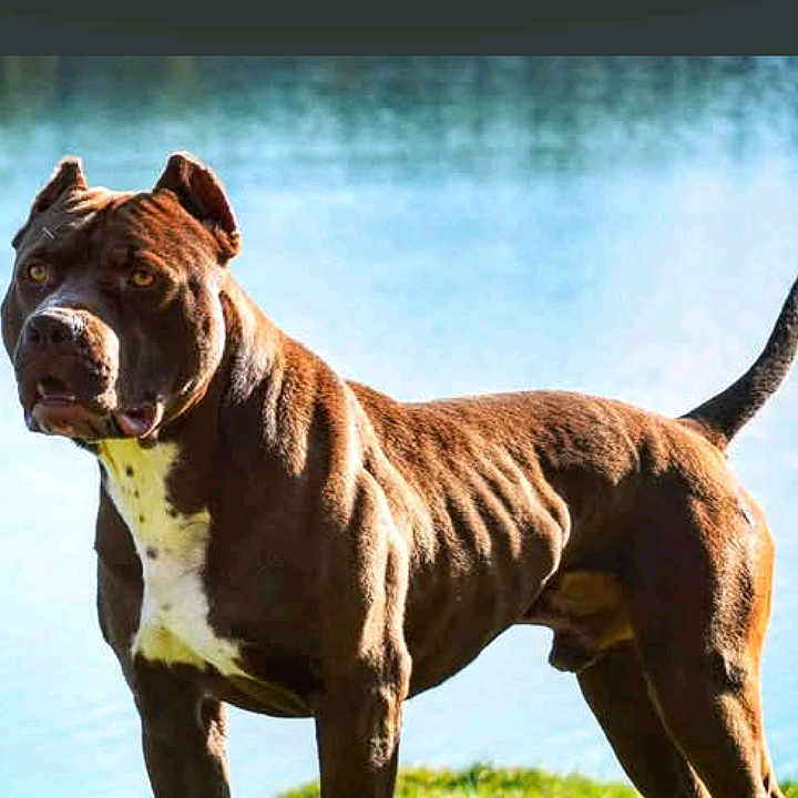 Pongo