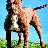 Pongo a rejoint le concours — aidez-le/la à gagner de superbes lots ! dog, canine, brown_dog, muscular, standing, outdoor, grass, blue_sky, portrait, animal, pet, short_coat, white_chest, pointed_ears, tail, front_view, sunlight, strong_build, ground, nature