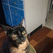 Maple is registered to the contest to win money with this photo: animal, black_fur, blue_drawers, cabinet, cat, ears, green_stool, home, household_supplies, indoors, orange_fur, pet, photography, portrait, sitting, stool, tortoiseshell_cat, whiskers, wooden_floor, yellow_eyes