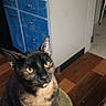 animal, black_fur, blue_drawers, cabinet, cat, ears, green_stool, home, household_supplies, indoors, orange_fur, pet, photography, portrait, sitting, stool, tortoiseshell_cat, whiskers, wooden_floor, yellow_eyes