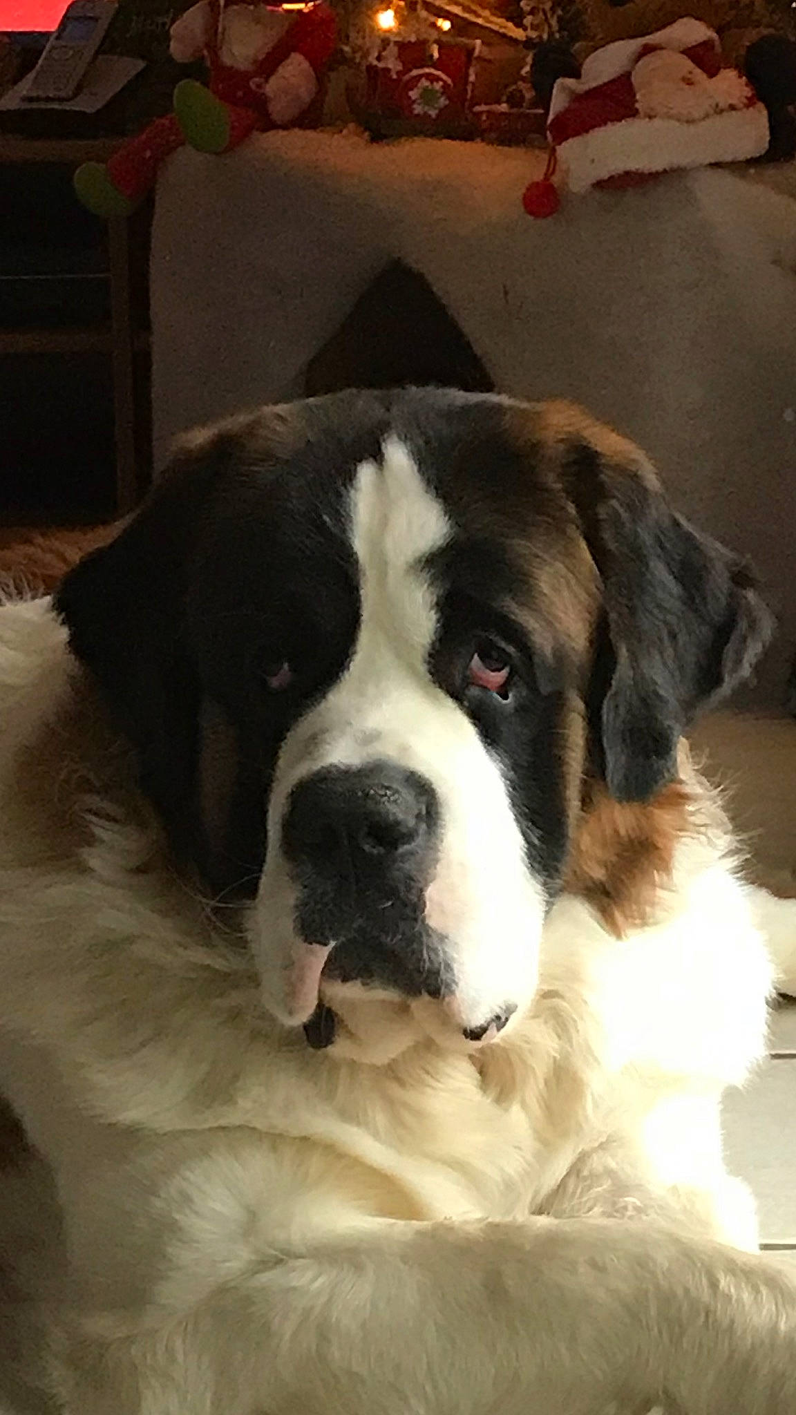 Owen participe au concours pour gagner de l'argent avec cette photo : ancient_dog_breeds, bernese_mountain_dog, canidae, carnivore, companion_dog, dog, dog_breed, giant_dog_breed, landseer, mammal, moscow_watchdog, mucuchies, nose, pyrenean_mastiff, rafeiro_do_alentejo, rare_breed_dog, snout, sporting_group, st_bernard, vertebrate