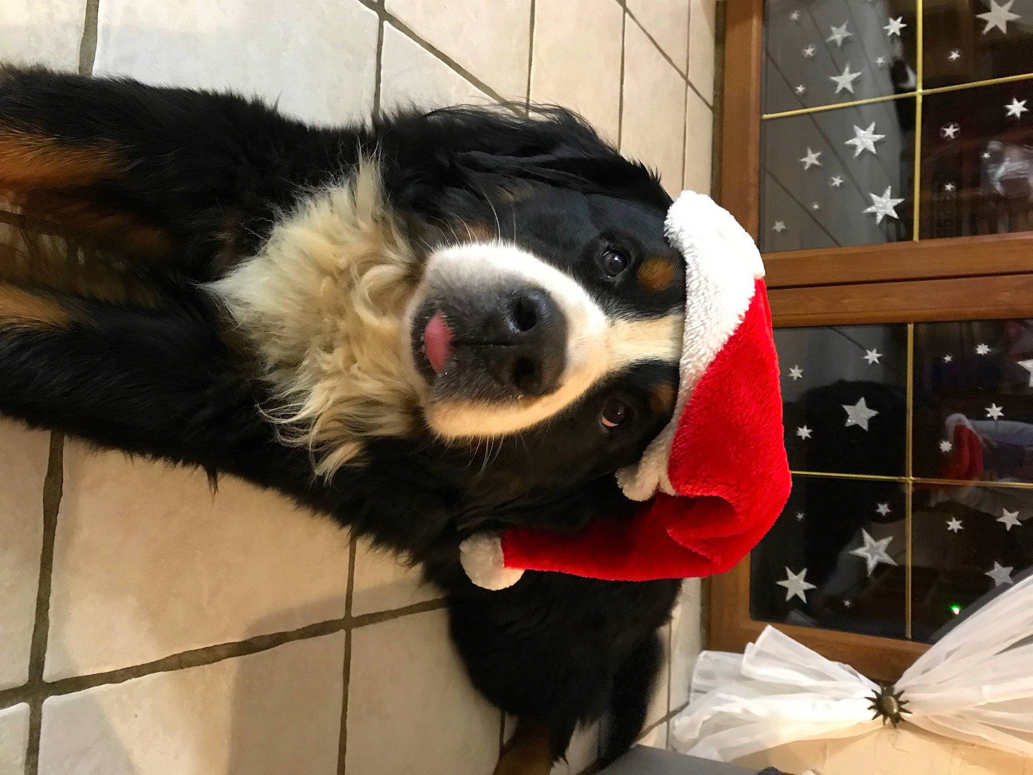 Gavroche a rejoint le concours — aidez-le/la à gagner de superbes lots ! canidae, carmine, carnivore, collar, companion_dog, dog, dog_breed, dog_collar, dog_supply, fashion_accessory, flooring, fur, giant_dog_breed, paw, pet_supply, snout, sporting_group, tile_flooring, whiskers, working_animal