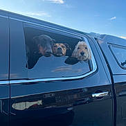 Tori Dippy Toffee joined the competition — help win amazing prizes! animal, black_truck, canine, curious, daytime, dog, looking_out, mammal, outdoor, parked_car, pet, pets, reflection, road, sky, sunlight, three_dogs, transportation, vehicle, window