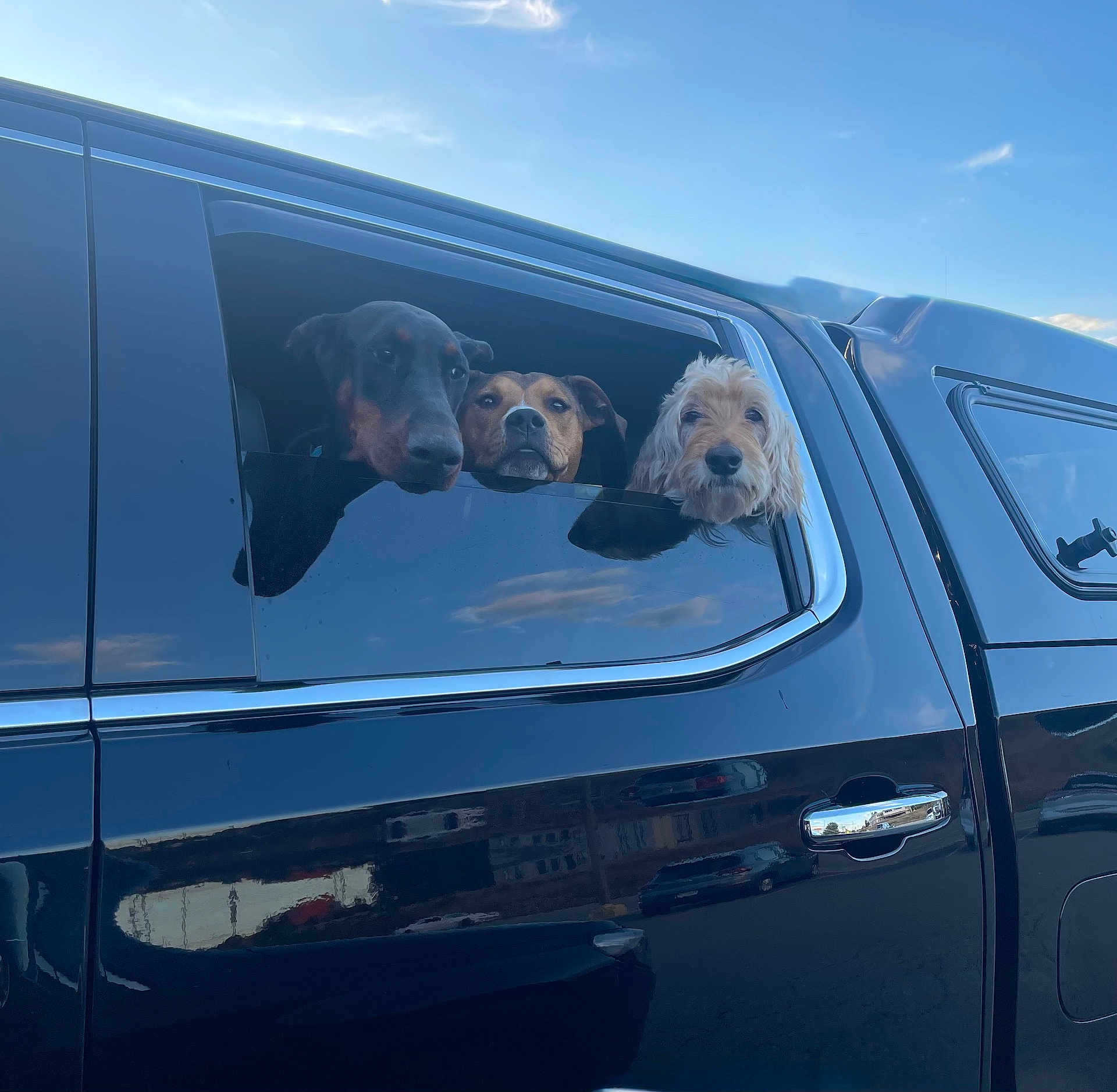 Tori Dippy Toffee joined the competition — help win amazing prizes! animal, black_truck, canine, curious, daytime, dog, looking_out, mammal, outdoor, parked_car, pet, pets, reflection, road, sky, sunlight, three_dogs, transportation, vehicle, window