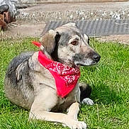 Biscotte participe au concours pour gagner de l'argent avec cette photo : dog, bandana, grass, outdoor, pet, canine, animal, resting, side_view, fur, paw, calm, alert, nature, domestic_animal, muzzle, ear, snout, background, concrete